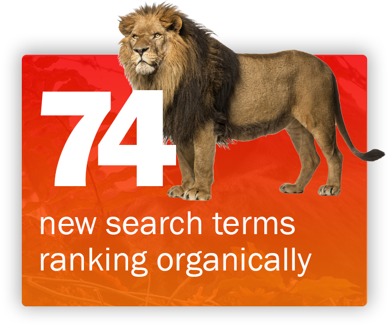 74 new search terms ranking organically